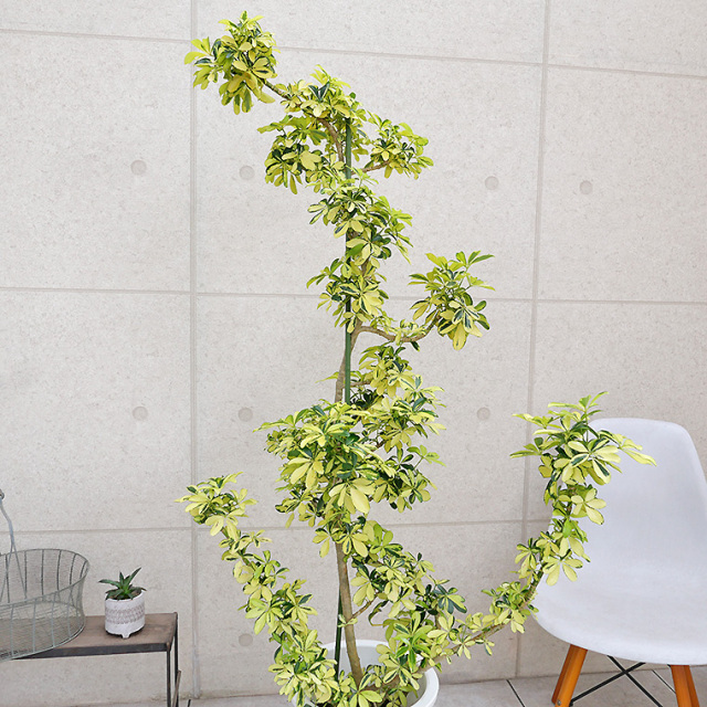 シェフレラ・ハッピーイエロー-007　10号鉢