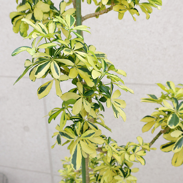 シェフレラ・ハッピーイエロー-007 10号鉢 観葉植物と植木鉢の専門店