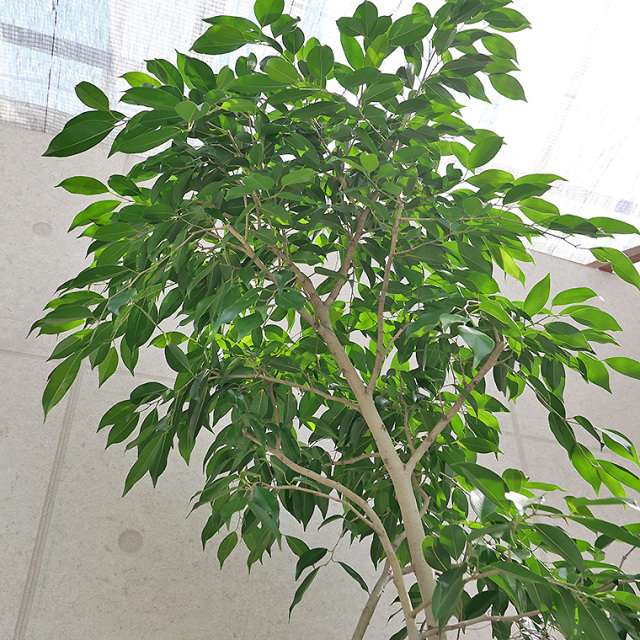 ベンジャミンヌダ10号（170センチ）※引越しのため5月中旬までの掲載 ベンジャミンヌダ10号（170センチ）※引越しのため5月中旬までの