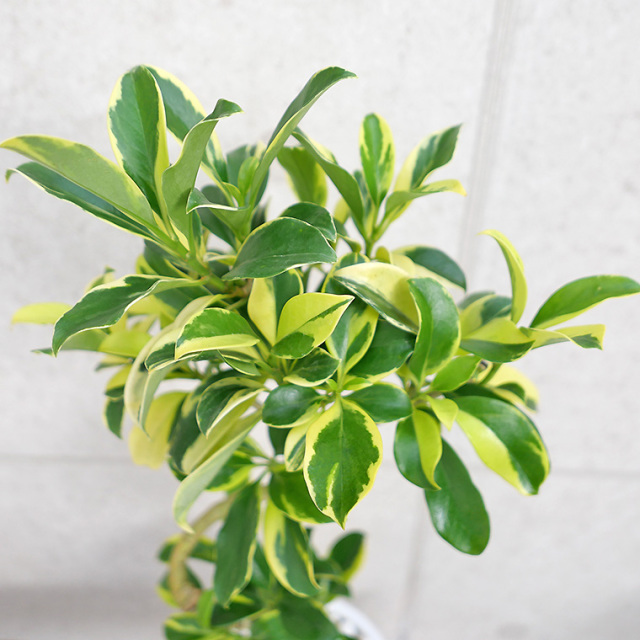 希少　カシワバゴムノキ　バリエガータ　斑入り　5号株 希少 カシワバゴムノキ バリエガータ 斑入り 5号株