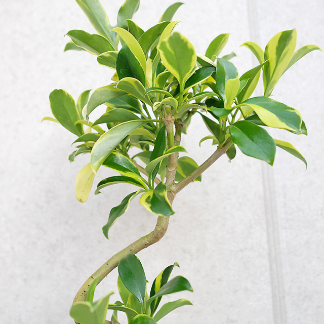 希少　カシワバゴムノキ　バリエガータ　斑入り　5号株 希少 カシワバゴムノキ バリエガータ 斑入り 5号株 5号｜豊明卸問屋