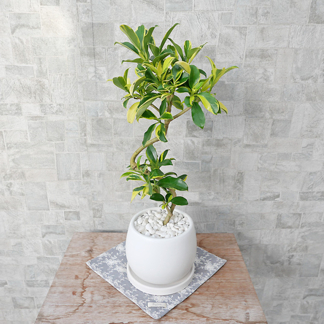 ファグラエア・バリエガータ　陶器鉢植え・Mサイズ（マットシリーズ/ムーン）