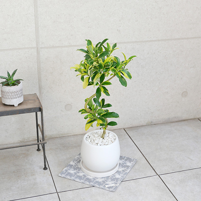 ファグラエア・バリエガータ　陶器鉢植え・Mサイズ（マットシリーズ/ムーン）