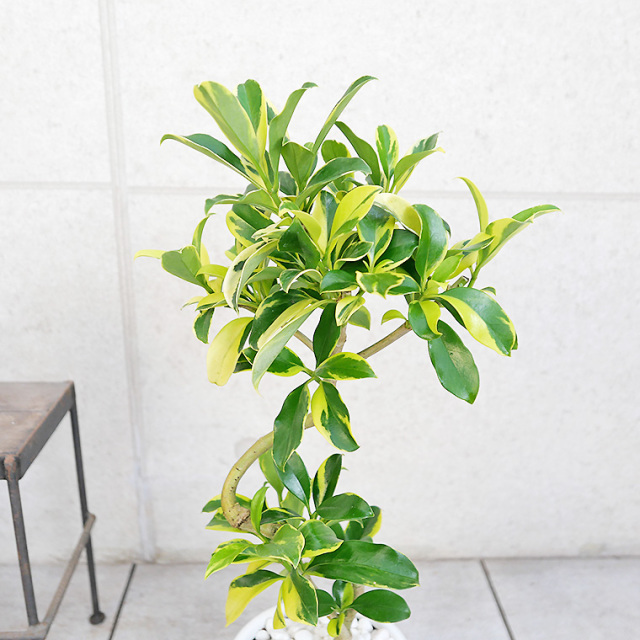 ファグラエア ベルテロアナ バリエガータ斑入 曲がり樹形 観葉植物 高