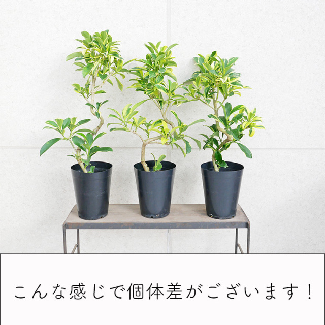 ファグラエア・バリエガータ　個体差