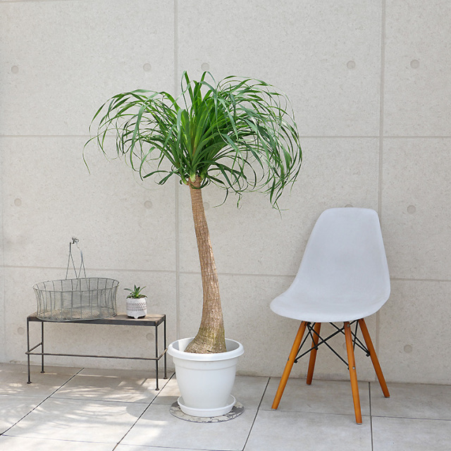 ノリナ・ポニーテール（トックリラン） 10号鉢 観葉植物と植木鉢の専門