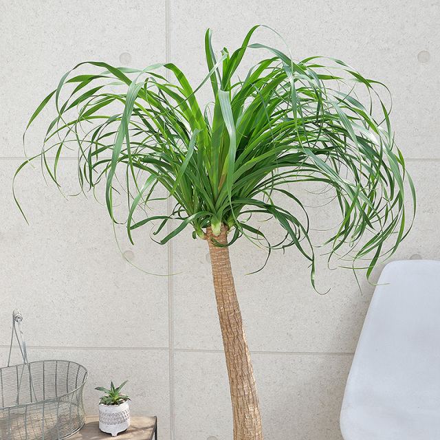 ノリナ・ポニーテール（トックリラン） 10号鉢 観葉植物と植木鉢