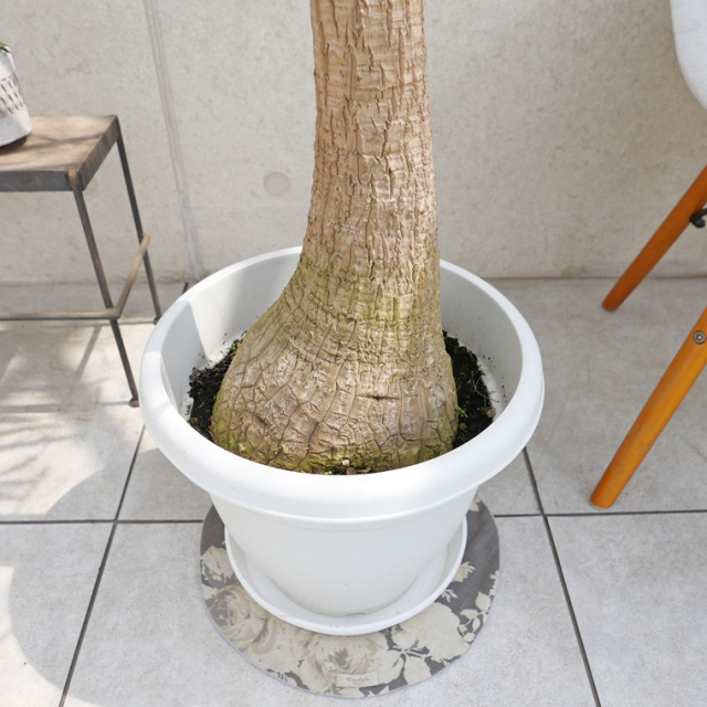 ノリナ・ポニーテール（トックリラン） 10号鉢 観葉植物と植木鉢の専門