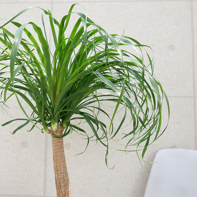 ノリナ・ポニーテール　葉の写真