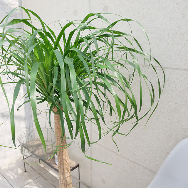 ノリナ・ポニーテール（トックリラン） 10号鉢 観葉植物と植木鉢の専門