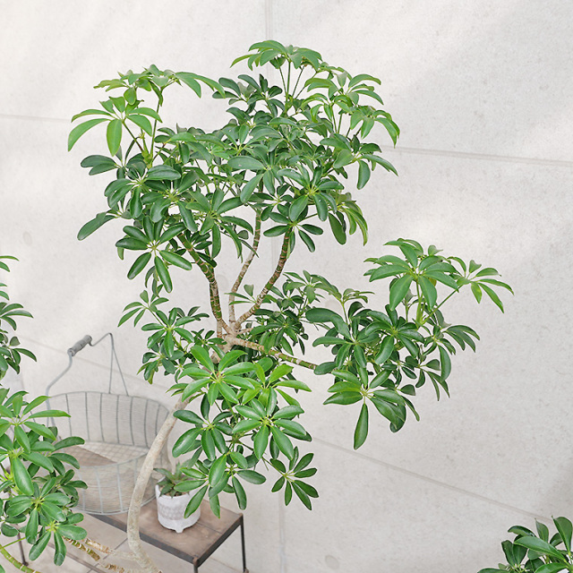 シェフレラ・コンパクタ-019 陶器鉢植え・Lサイズ（マット
