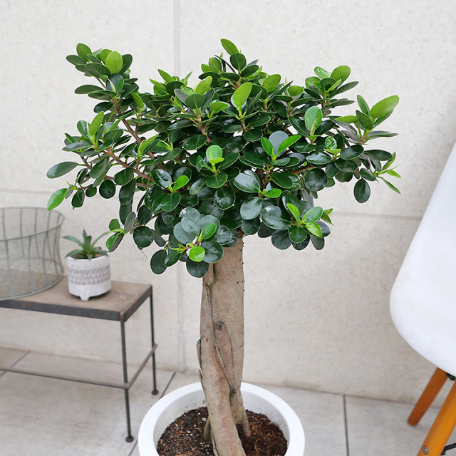 パンダガジュマル-032 8号鉢 観葉植物と植木鉢の専門店cocolate