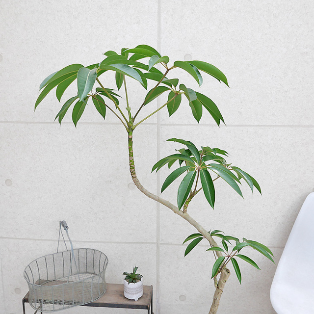 ツピタンサス　12 ツピダンサス-029 8号鉢 観葉植物と植木鉢の専門店cocolate