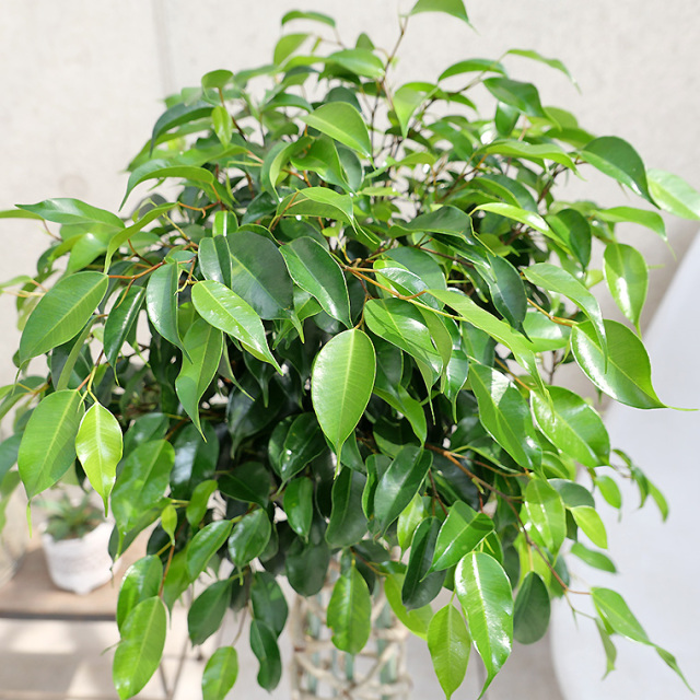 ブラックベンジャミン（フィカス・ベンジャミナ）・タワー仕立 8