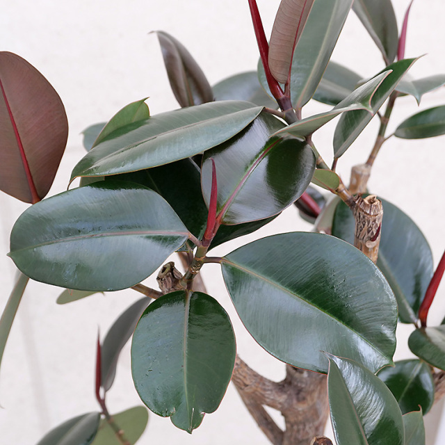 フィカス・バーガンディー（黒ゴム）　葉の写真