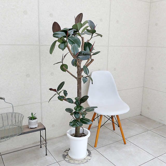 フィカス・バーガンディー（黒ゴム）　8号鉢