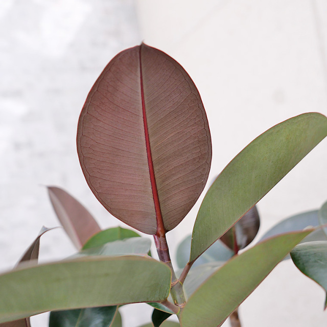 フィカス・バーガンディー（黒ゴム）　葉の写真
