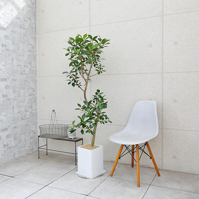 フランスゴム 陶器鉢植え・Lサイズ（マットシリーズ/プリズム