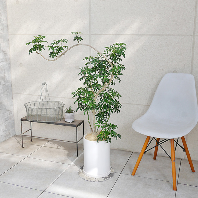 シェフレラ・コンパクタ-020 陶器鉢植え・Lサイズ（マット