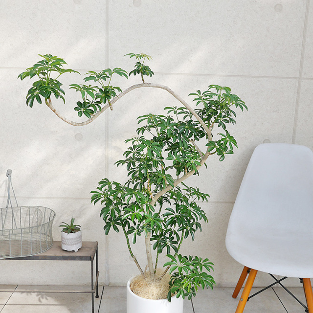 シェフレラ・コンパクタ-020 陶器鉢植え・Lサイズ（マットシリーズ