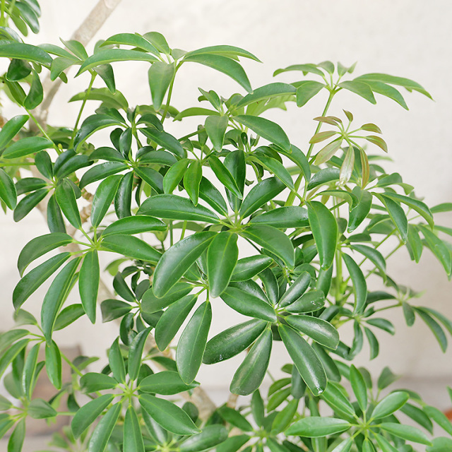シェフレラ・コンパクタ-020 陶器鉢植え・Lサイズ（マットシリーズ