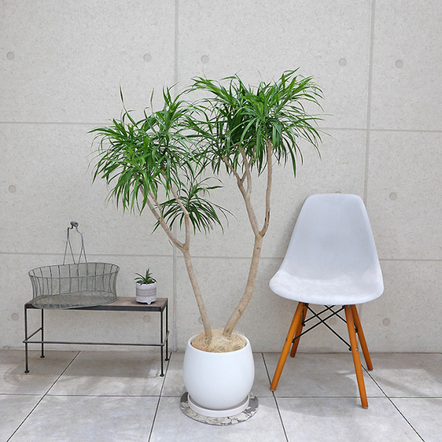 ドラセナ・レフレクサ-010 陶器鉢植え・Lサイズ（マットシリーズ