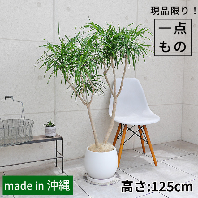 ドラセナ・レフレクサ-010　陶器鉢植え・Lサイズ（マットシリーズ/ムーン）