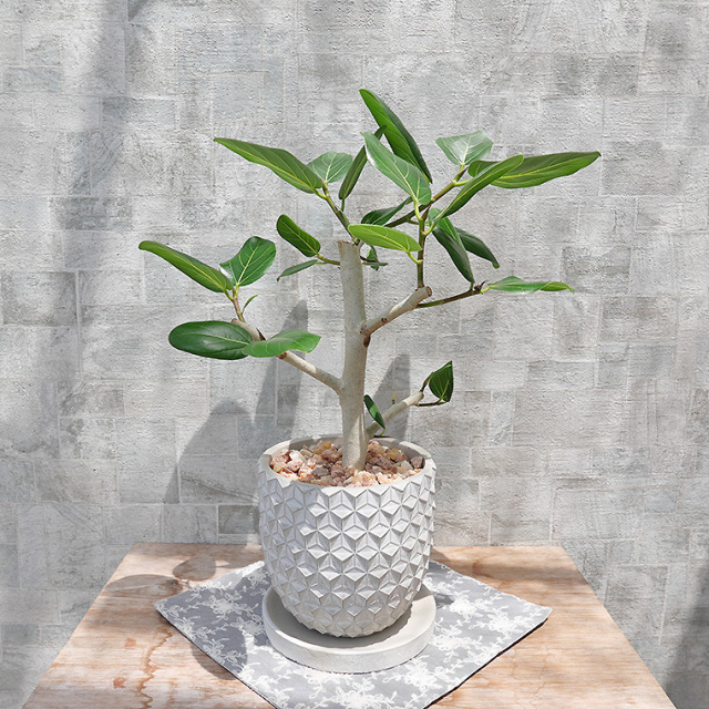 フィカス・ベンガレンシス 陶器鉢植え(ポマル/アサノハ) 観葉 フィカス・ベンガレンシス 陶器鉢植え(ポマル/アサノハ) 観葉