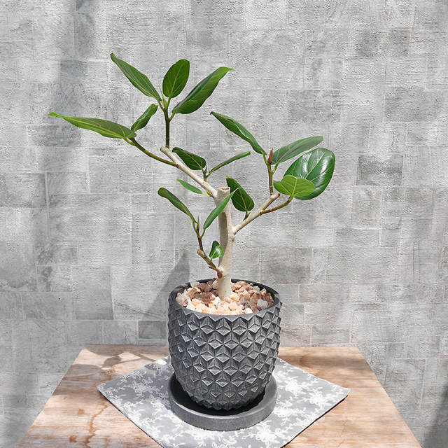 フィカス・ベンガレンシス 陶器鉢植え（ポマル/アサノハ） 観葉