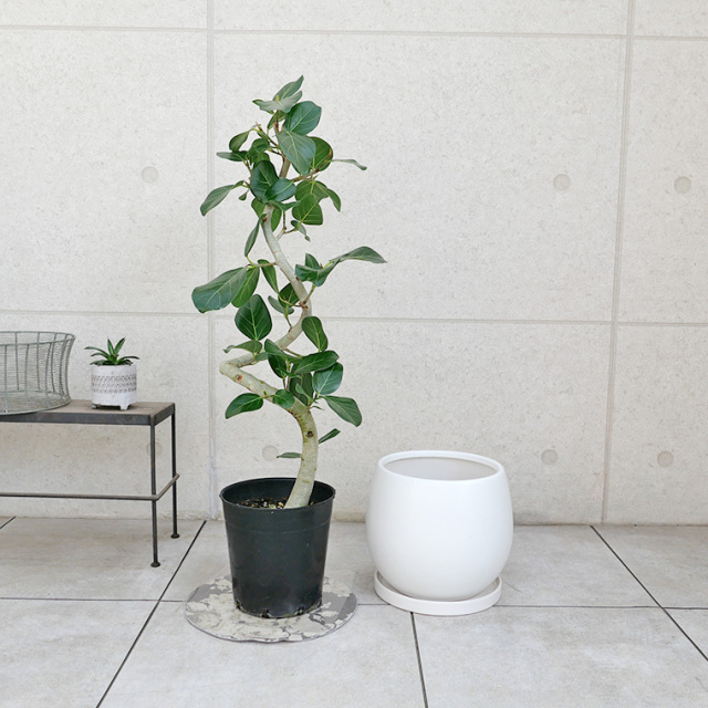 フィカス 植物 約45cm 陶器鉢 楽天市場】【観葉植物】フィカス「ベンガレンシス」 曲付・陶器