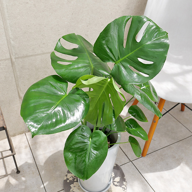 （こーじ）#5 モンステラ ミント　2号鉢サイズ　TC純化済株 ネコポス こーじ）#5 モンステラ ミント 2号鉢サイズ TC純化済株 ネコポス こ