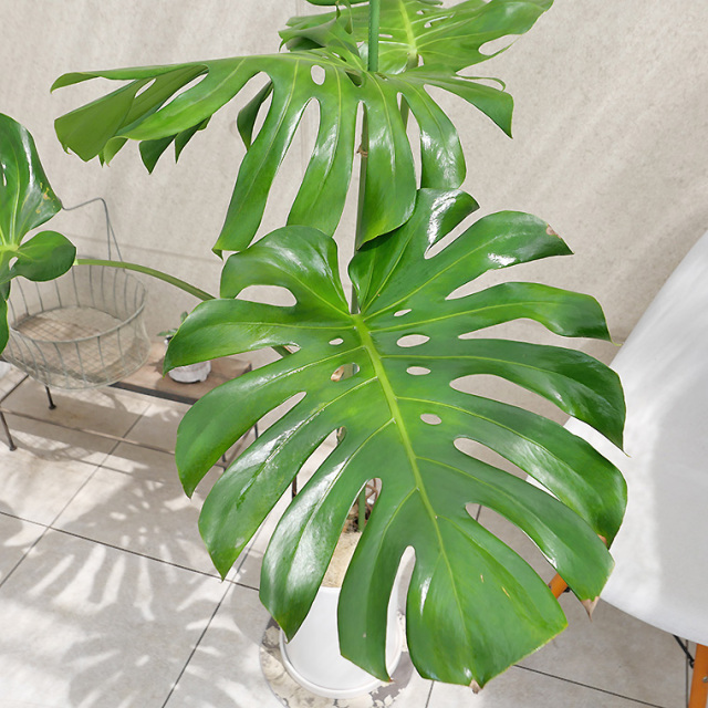 モンステラ 幹上がり-016 陶器鉢植え・Lサイズ（マットシリーズ