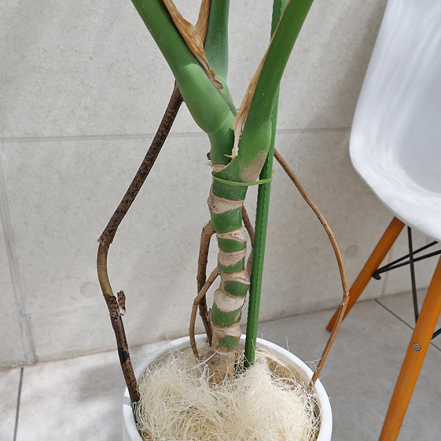 大型　根上がり　モンステラ　天然苔　盆栽仕立て　8号　陶器鉢　植え込み発送 モンステラ 幹上がり-016 陶器鉢植え・Lサイズ（マットシリーズ