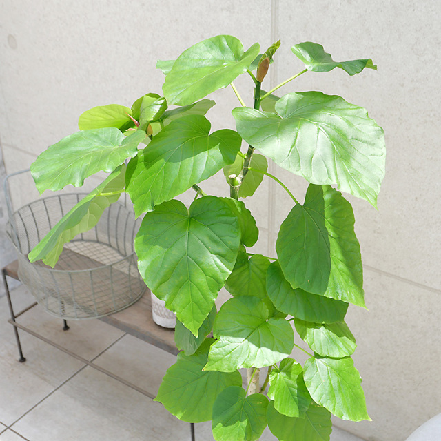 フィカス・ウンベラータ 7号鉢 観葉植物と植木鉢の専門店cocolate