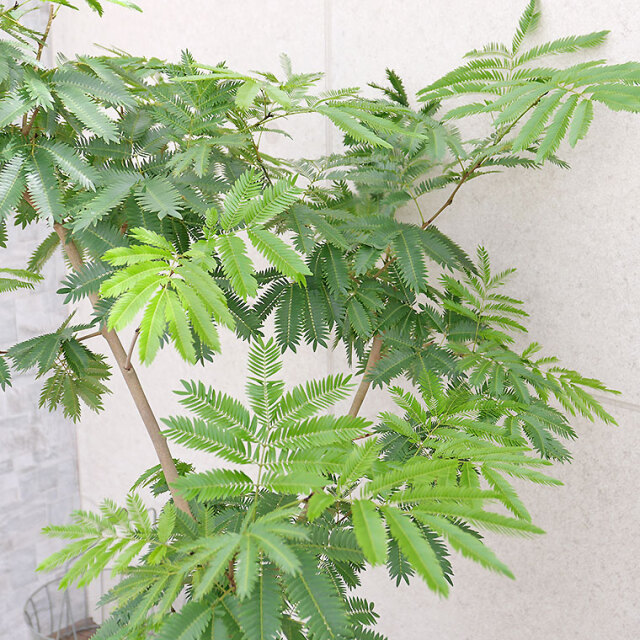 ネムノキ・エバーフレッシュ-040 10号鉢 観葉植物と植木鉢の専門店