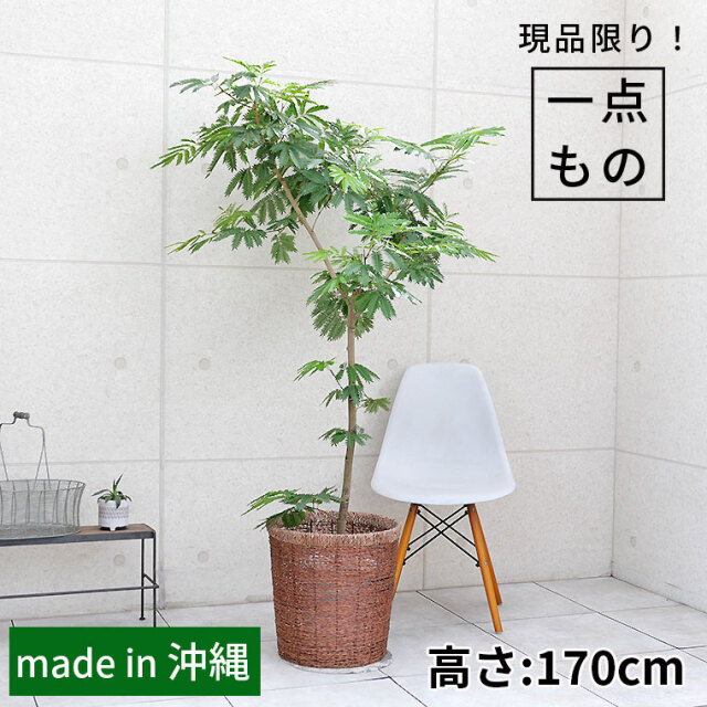 ネムノキ・エバーフレッシュ-040　10号鉢