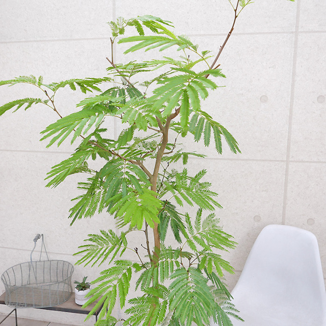 ネムノキ・エバーフレッシュ-044 10号鉢 観葉植物と植木鉢の専門