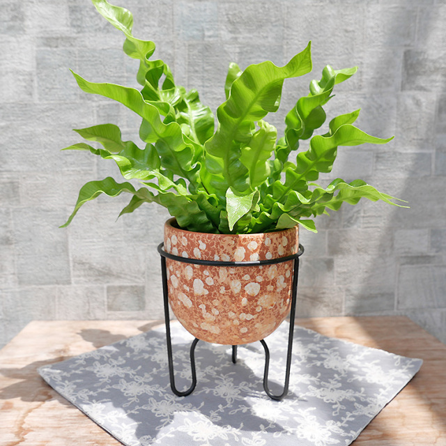 アスプレニウム・エメラルドウェーブ 陶器鉢とスタンド付き（HC006-120