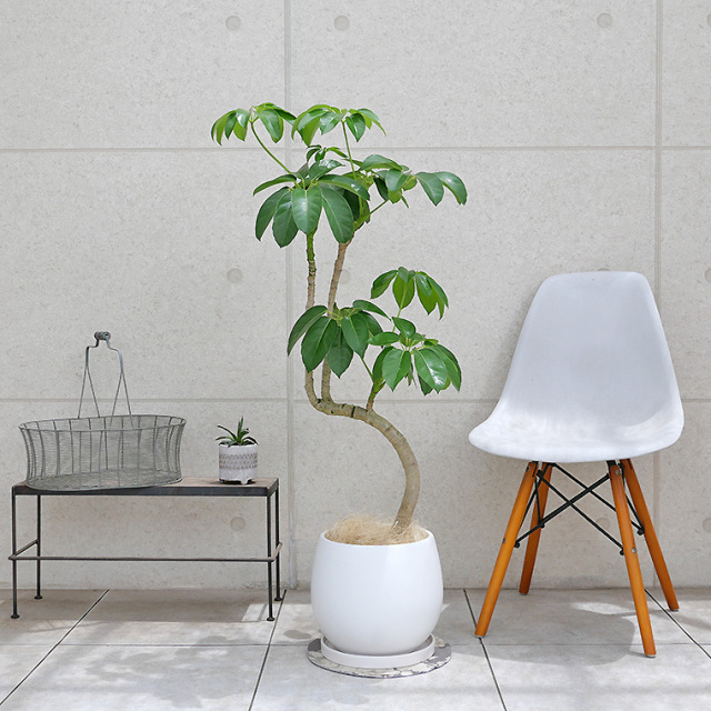 変葉木さま専用 チャメドレア プルモーサ　現品　超大株 ブラッサイア-026 陶器鉢植え・Lサイズ（マットシリーズ/ムーン） 観葉