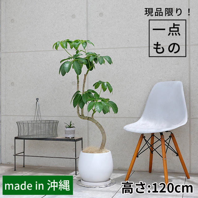ブラッサイア-026　陶器鉢植え・Lサイズ（マットシリーズ/ムーン）