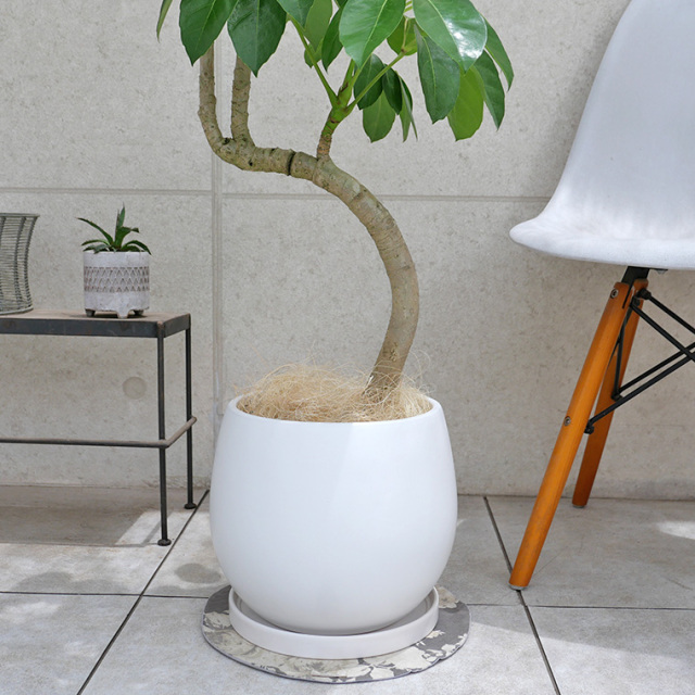 ブラッサイア-026 陶器鉢植え・Lサイズ（マットシリーズ/ムーン） 観葉