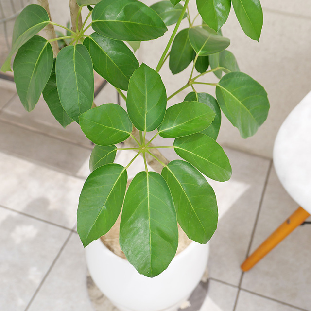 ブラッサイア-026 陶器鉢植え・Lサイズ（マットシリーズ/ムーン） 観葉