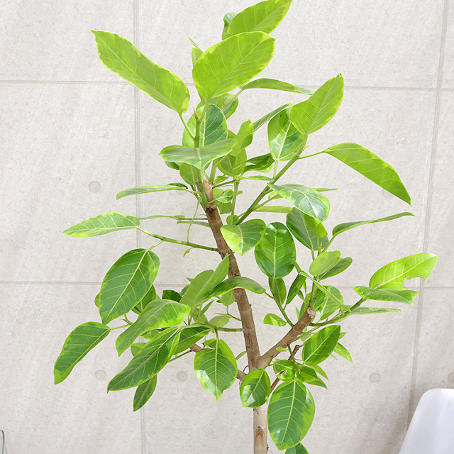 フィカス・アルテシーマ 10号鉢 観葉植物と植木鉢の専門店cocolate