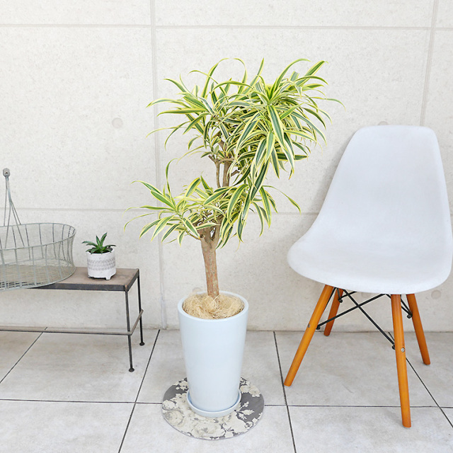 ドラセナ・レフレクサソングオブインディア 陶器鉢植え・Mサイズ