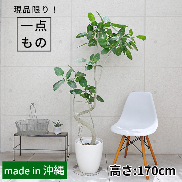 フィカス・ベンガレンシス-131　8号鉢
