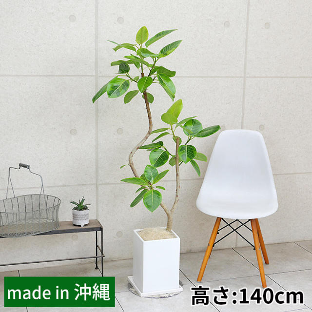 フィカス・アルテシーマ　陶器鉢植え・Ｌサイズ（マットシリーズ/プリズム）