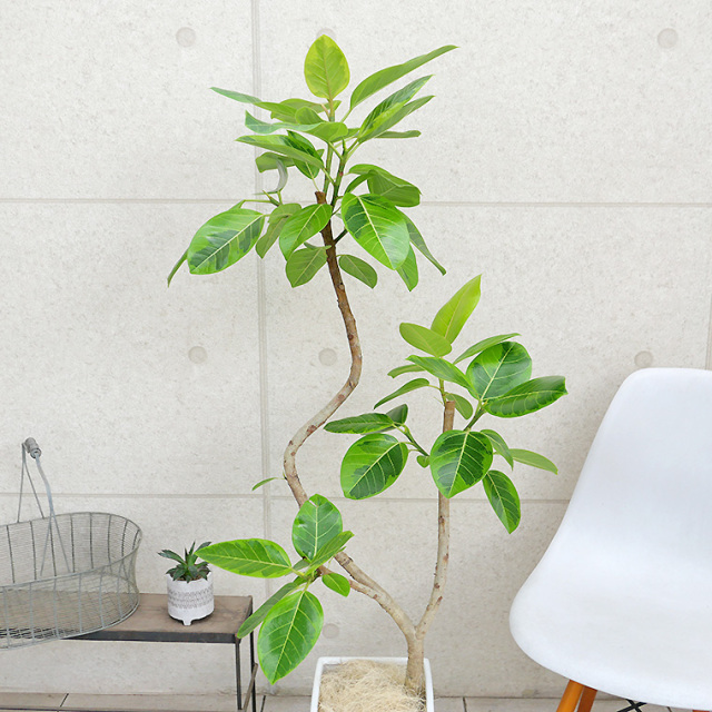 フィカス・アルテシーマ 陶器鉢植え・Lサイズ（マットシリーズ