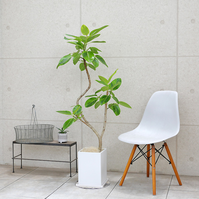 フィカス・アルテシーマ　陶器鉢植え・Ｌサイズ（マットシリーズ/プリズム）