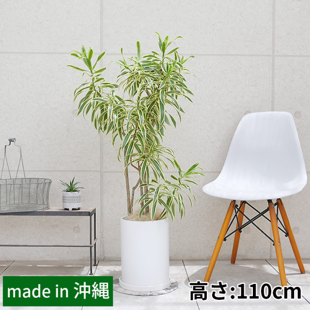 ドラセナ・レフレクサソングオブインディア　陶器鉢植え（マットシリーズ/ロングシリンダー）