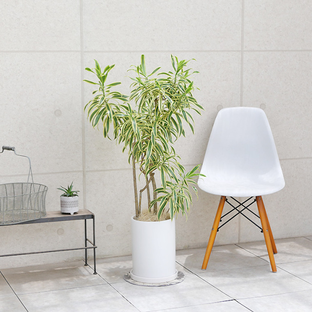 ドラセナ・レフレクサソングオブインディア 陶器鉢植え（マット